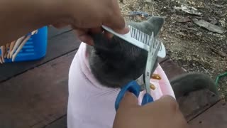 Grey Kitty Gets A New Haircut