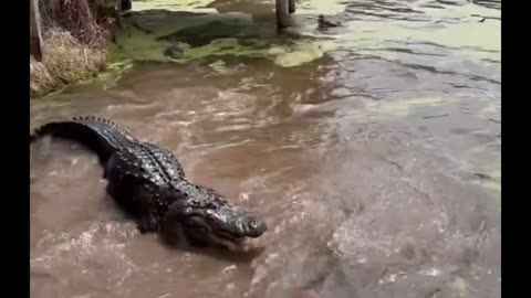 Gators trying to eat each other at jungle adventure