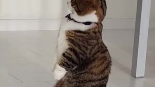 Cute Kitty Likes To Balance On Back Legs