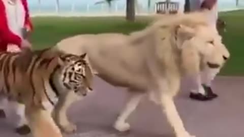 Friendly lion 🦁 and tigers 🐅