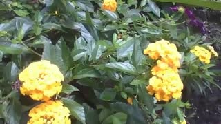 Lantana amarela é filmada num pequeno jardim, flores lindas! [Nature & Animals]