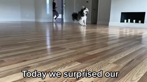 Today we surprised our huskies with their new home..