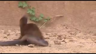 King Cobra Big Battle In The Desert Mangoose and the unexpected Most Amazing