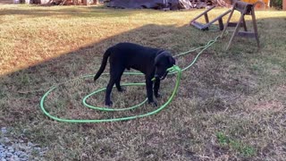 Bear Helps With the Hose