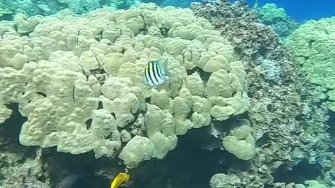 underwater