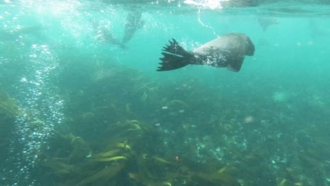 Sea dog swimming and diving in the sea