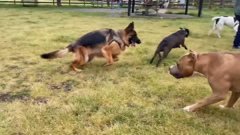 German Shepherd Attacks Pitbull [OFF LEASH DOG PARK]