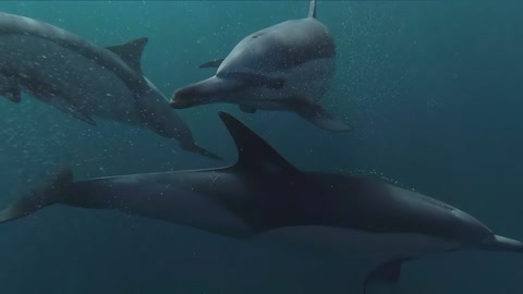 so beautiful dolphin swimming in esa