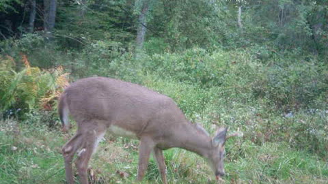 Baby PA 4 point grazing