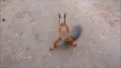 Squirrel dancing to the beat of a Spanish song