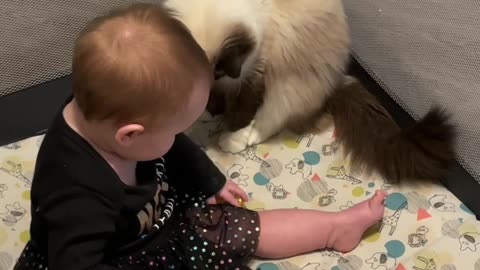 baby steals cat toys😂🍼🥰