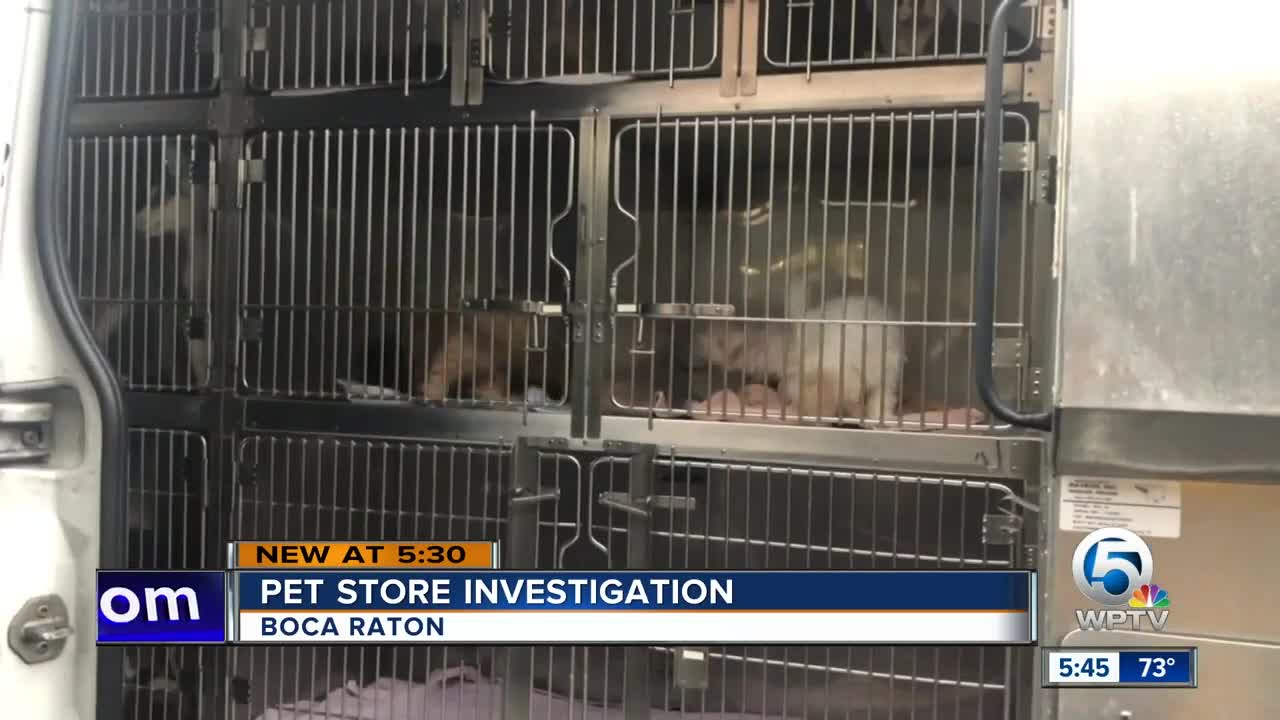 Boca Raton pet store under investigation by Palm Beach County Animal Care and Control