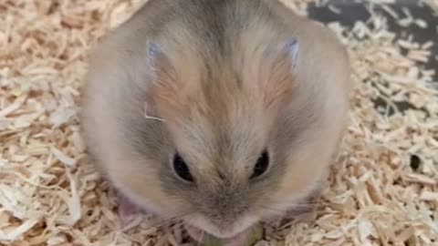 Chubby hamster is eating beans with both hands