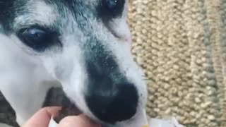 Black and white dog eats meat patty from in-n-out bag