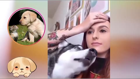 Cute dogs tiktok video