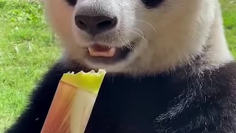 cute panda