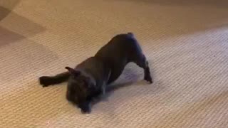 French Bulldog chases laser pointer like a cat