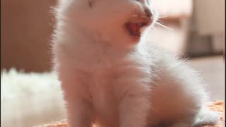 Tiny Kitten Mews For More Love