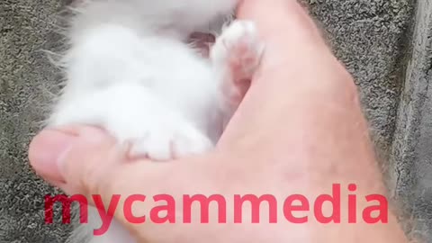 Tiny kitten rescued - only 3 weeks old #indonesia #catrescueteam #irlandiadiindonesia