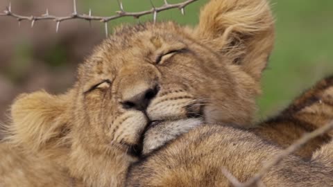 Cute Lions Life | How Happy They Are | 4k Video