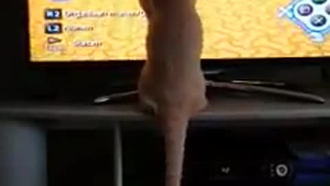 funny kitten try to catch mouse hand while moving it in the game on tv