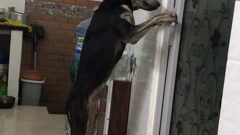 Dog Opens the Door