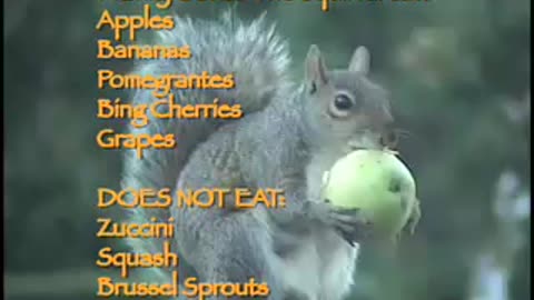Squirrel eats apple video