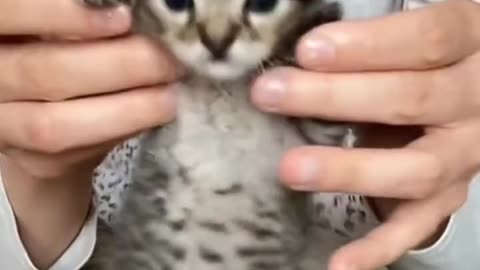 Cute kitten