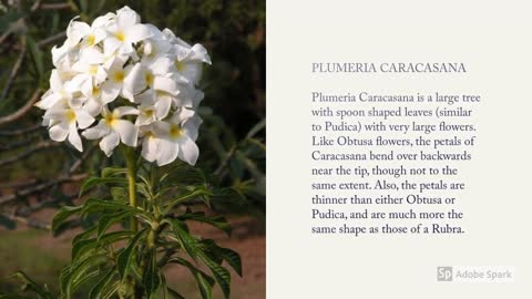 Plumeria Varieties A to Z