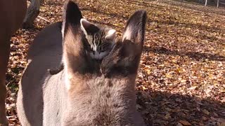 Kitty riding donkey