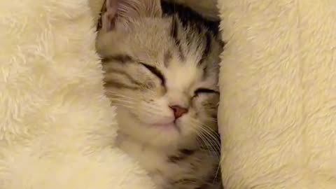 https://rumble.com/v3yxvcg-cute-kitten-mnaau.html