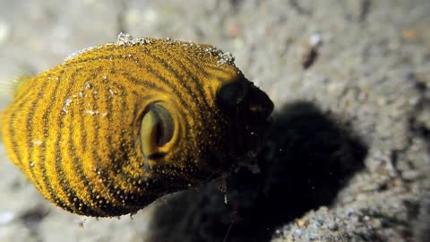 Juvenile Starry Puffer Fish