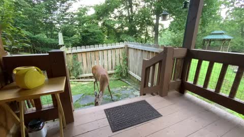 Deer 🦌 NW NC at the Treehouse 🌳 I caught Lady sleeping in the side yard