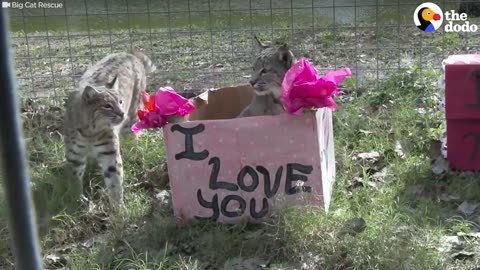 Bobcats Get Their Own Valentine's Day | The Dodo