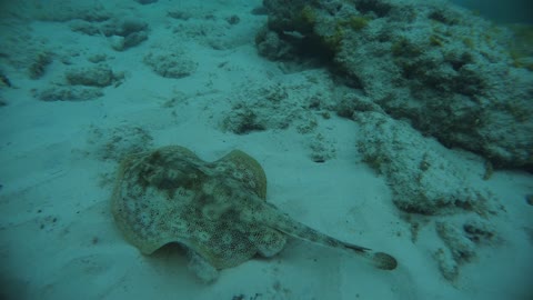 Skate at Seven Mile Beach-Grand Cayman Island