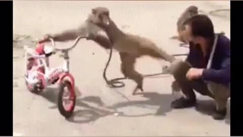 Monkey funny video