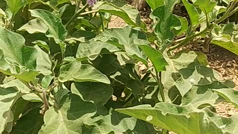 ُEggplant cultivation