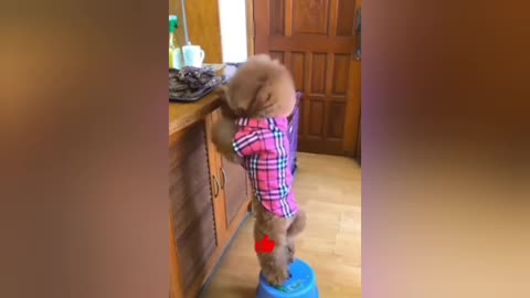 Super teddy bear Dog training Videos and Funny training Videos