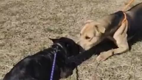 #19 male tan and black #40 female black lab puppy March2022