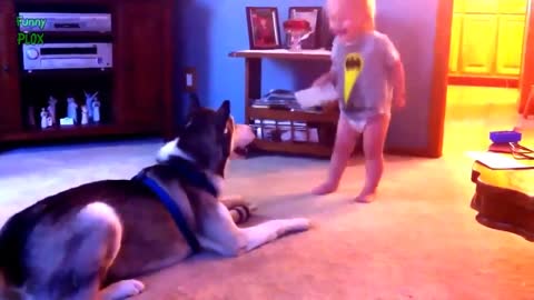 dog and cat videos play with kids