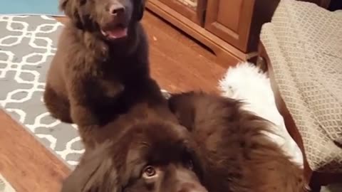 Puppy points out who his best friend is