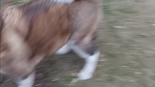 Akita plays football