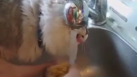 ***Cat drinking water from the sink!! Check this out!!***