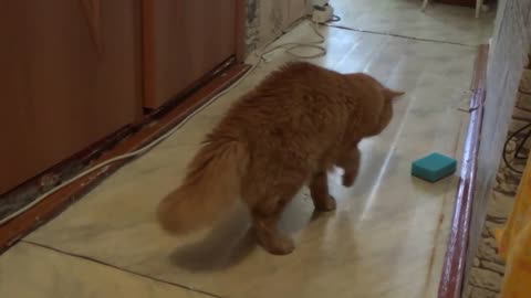 The cat plays with a sponge and it's very funny