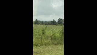 114 Toussaint Wildlife - Oak Harbor Ohio - Tree Swallow Showing Off