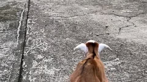 Heartwarming Moment Rescued Goat Returns to Herd