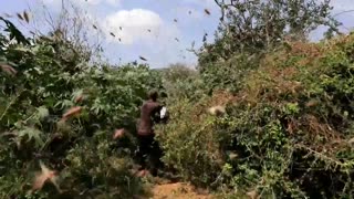 Nueva invasión de langostas del desierto en Kenia