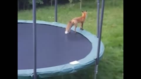 Foxes playing on a Trampoline