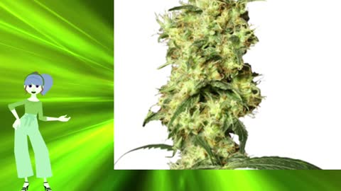 Hindu Kush Auto – Growers Choice