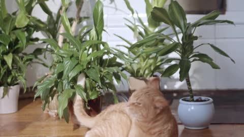 Watch the strange and cute behavior of a cat sitting alone